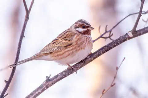 Pine Bunting