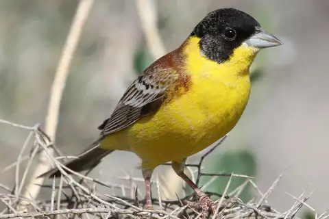 Black-headed Bunting