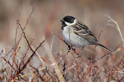 Pallas's Reed Bunting