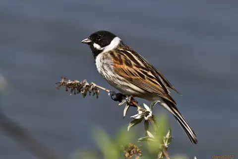Common Reed Bunting