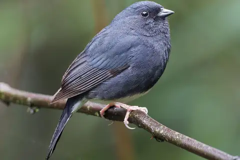 Slaty Bunting