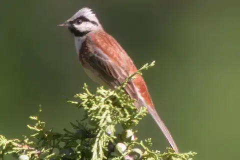White-capped Bunting