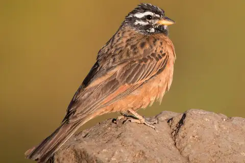 Cinnamon-breasted Bunting