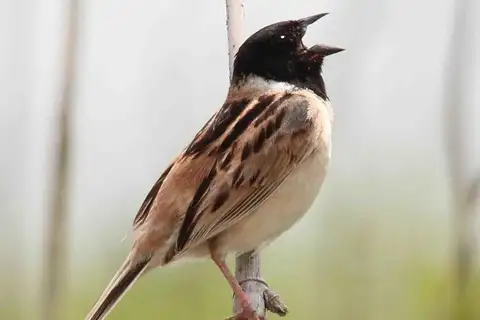 Ochre-rumped Bunting