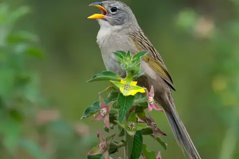 Wedge-tailed Grass Finch