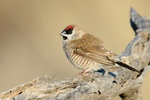Plum-headed Finch