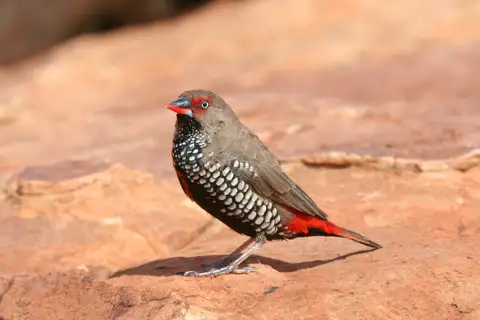 Painted Finch