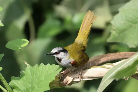 Grey-capped Warbler