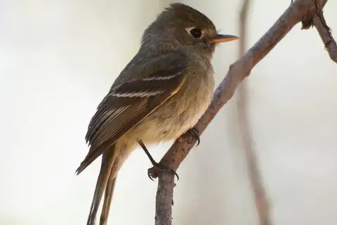Pine Flycatcher