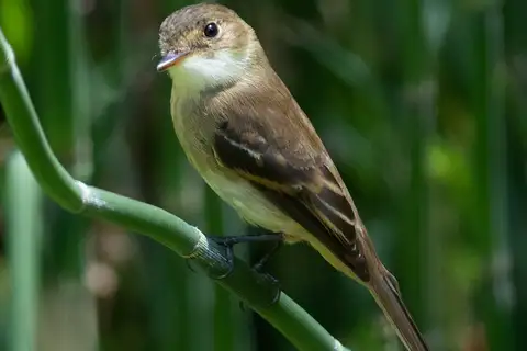 White-throated Flycatcher