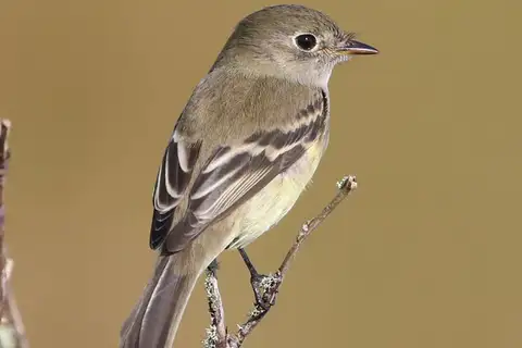 Alder Flycatcher