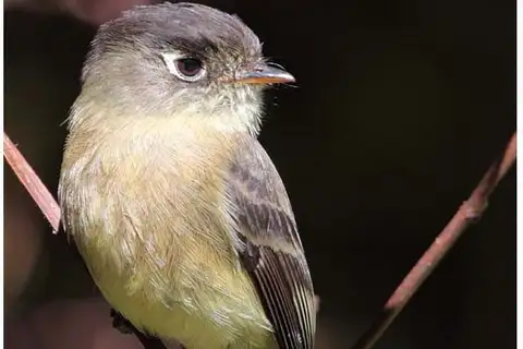 Black-capped Flycatcher