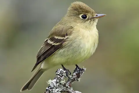 Western Flycatcher