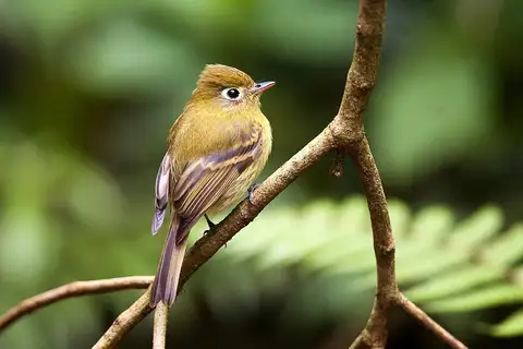 Yellowish Flycatcher