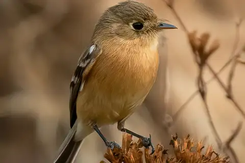 Buff-breasted Flycatcher