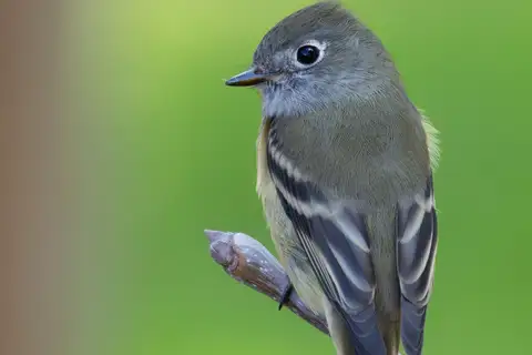 Hammond's Flycatcher