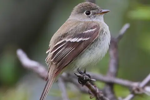Least Flycatcher