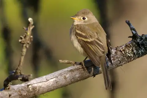 American Dusky Flycatcher