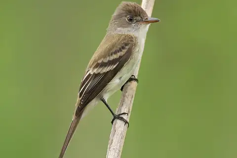 Willow Flycatcher