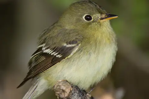 Acadian Flycatcher