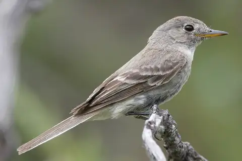 American Grey Flycatcher