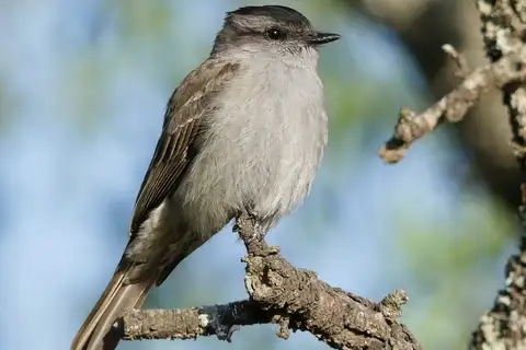 Crowned Slaty Flycatcher