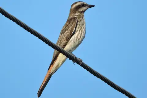Variegated Flycatcher