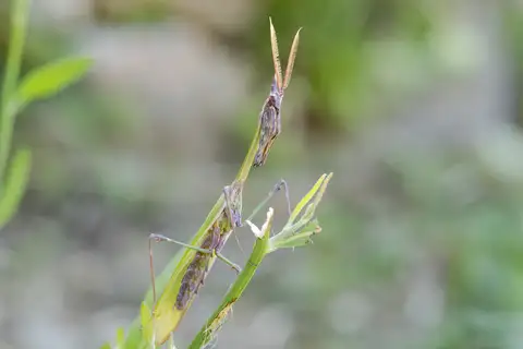 Fasciated Conehead Mantid
