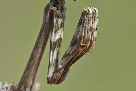 Mediterranean Conehead Mantis