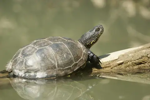 European Pond Turtle