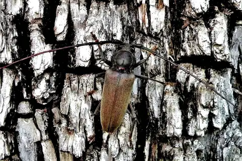 Enaphalodes hispicornis