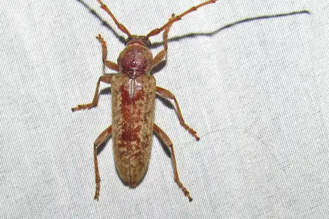 Red Oak Borer