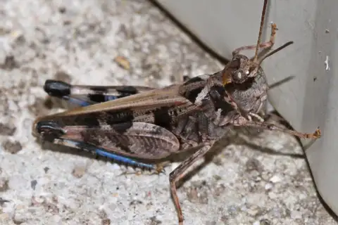 Dusky Grasshopper