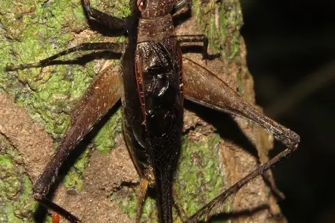 Eneoptera nigripedis
