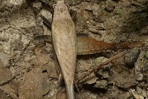 Eneoptera surinamensis
