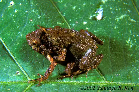 Colorado Bully Foam Frog