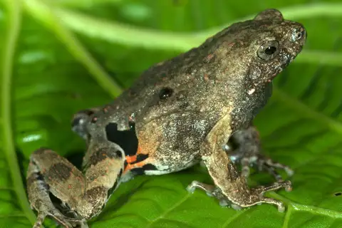 Freiberg's Foam-Frog