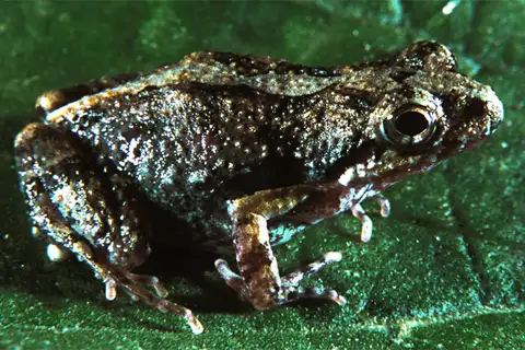 Montubio Bully Foam Frog
