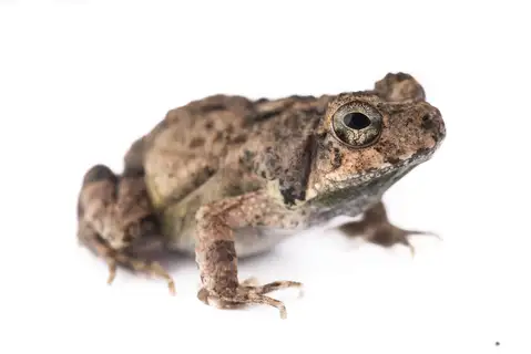 Blistered Bully Foam Frog