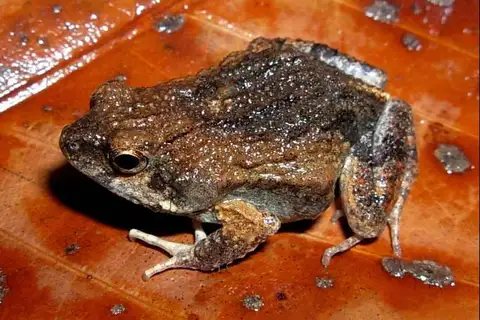 Túngara Frog