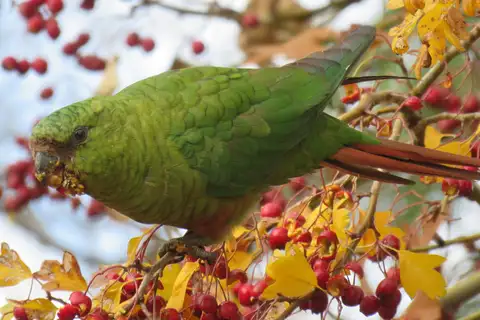 Austral Parakeet