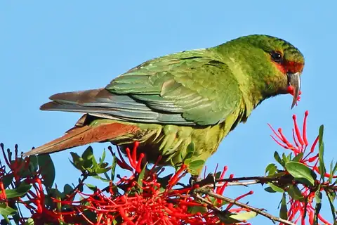 Slender-billed Parakeet
