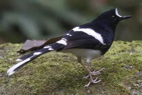 Bornean Forktail