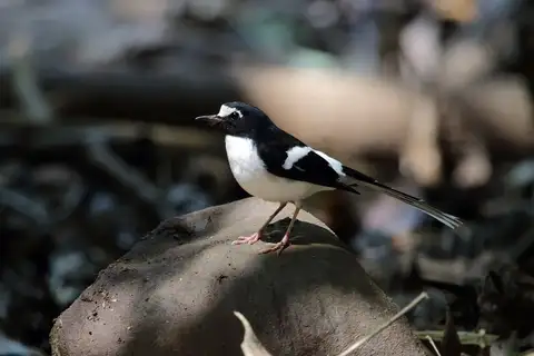 Black-backed Forktail