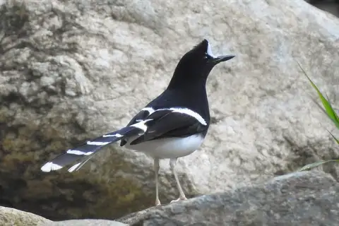 White-crowned Forktail
