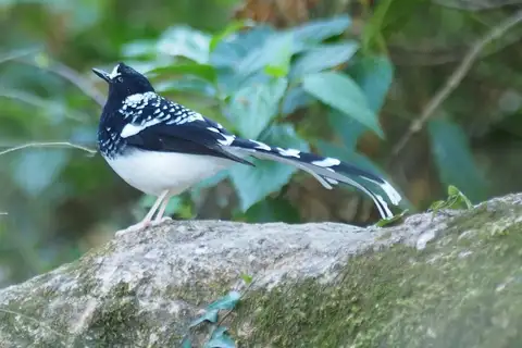 Spotted Forktail