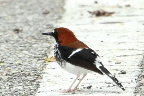 Chestnut-naped Forktail