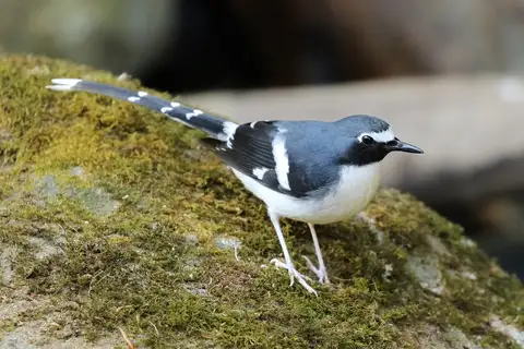 Slaty-backed Forktail