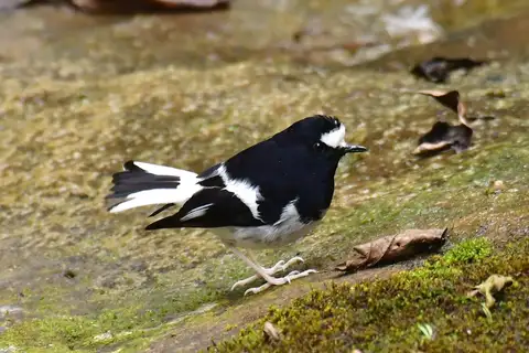 Little Forktail