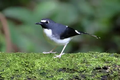 Sunda Forktail